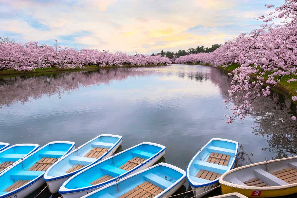 mehrere Ruderboote auf einem Teich mit blühenden Bäumen am Flussufer